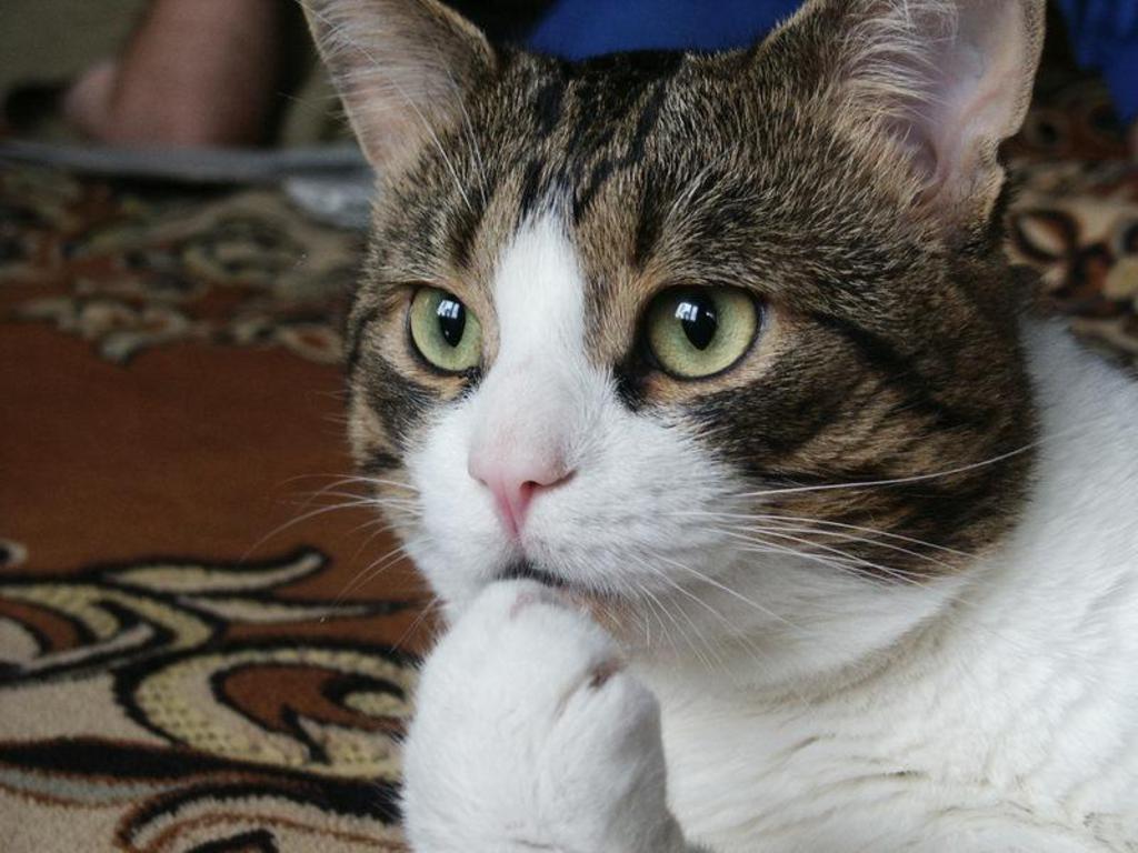 Thinkcat.jpg