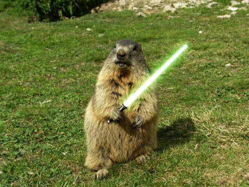 File:Jedi Groundhog.jpg