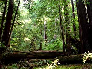 File:Redwoodforest.jpg