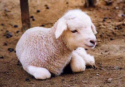 File:Baby sheep01.jpg