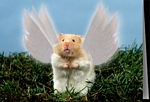 File:Angelic hamster.jpg