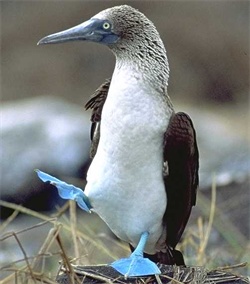 File:Blue-footed-booby.jpg