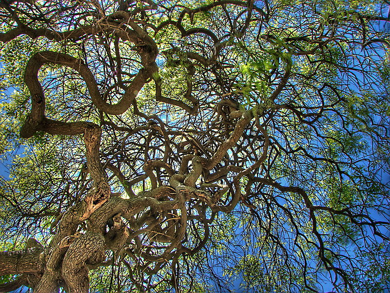 Branches.jpg
