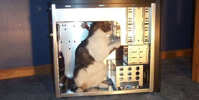 File:Catcomputer.jpg