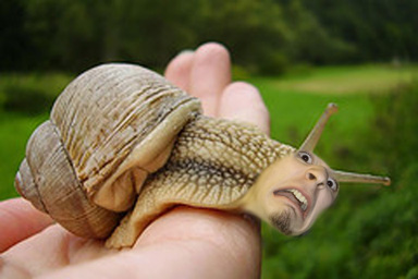 What snails think when you pick them up