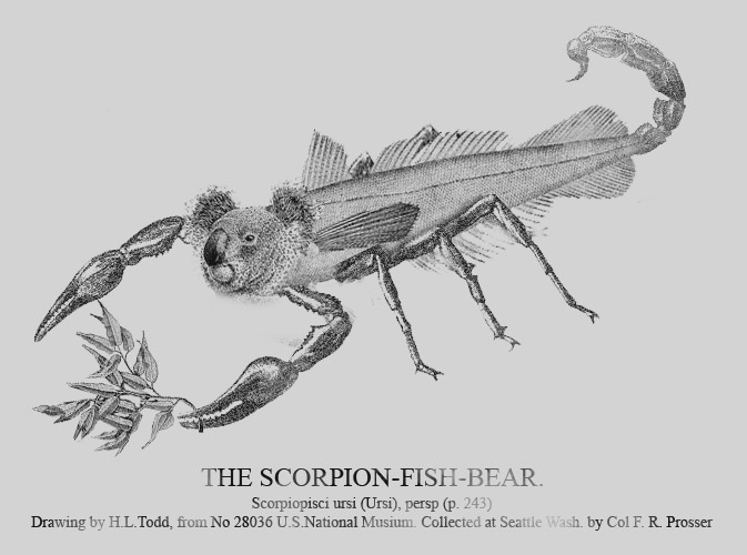 File:Scorpion-fish-bear.jpg