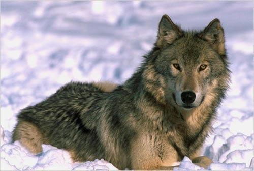 File:Wolf-color-photo.jpg