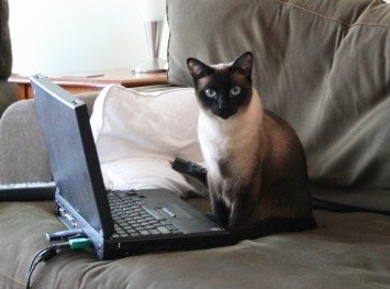 File:Cat sitting besides laptop.jpg