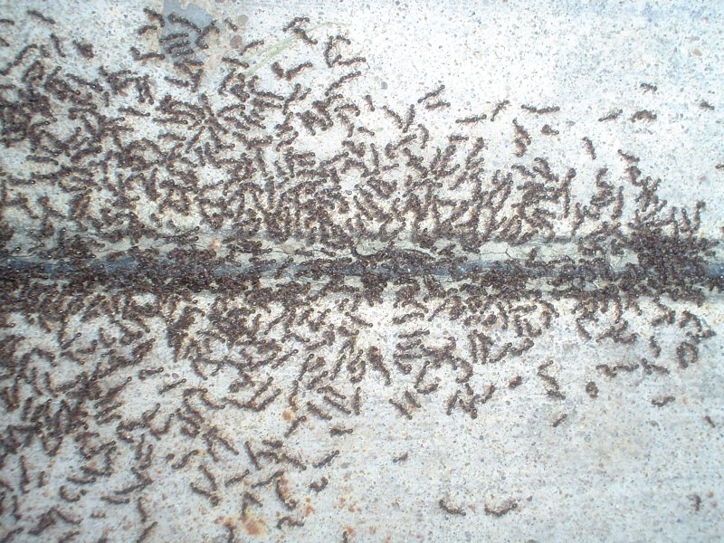 File:Ants in my driveway.jpg