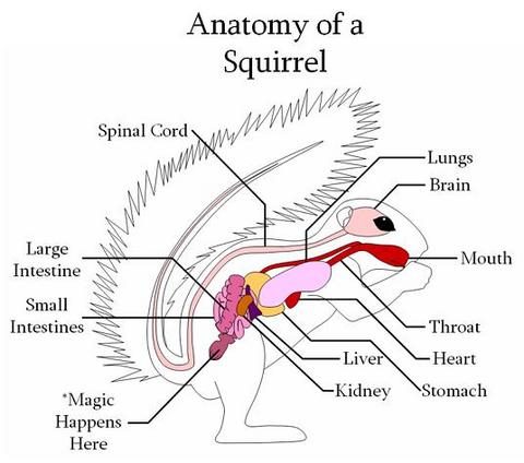 File:Squirrel Anatomy.jpg
