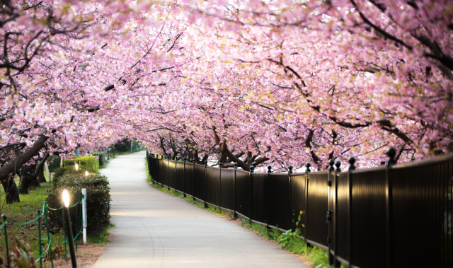 File:Cherryblossom.png