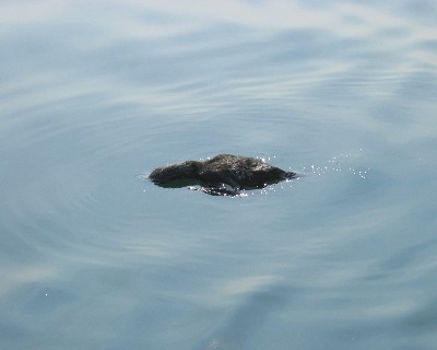File:Floating in the Lake.JPG