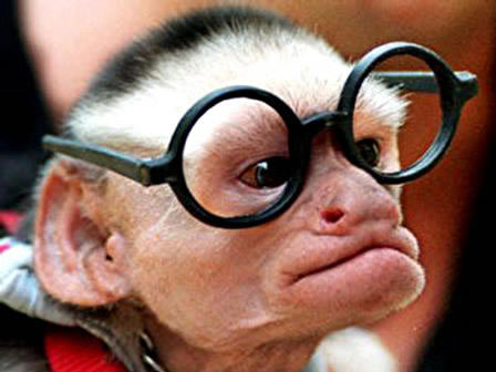 File:Monkey with glasses.jpg