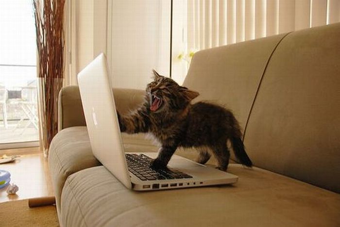 File:Cat scratches a laptop screen 2.jpg