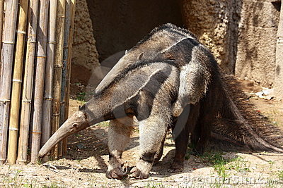 File:Anteaters-mating--thumb19518620.jpg
