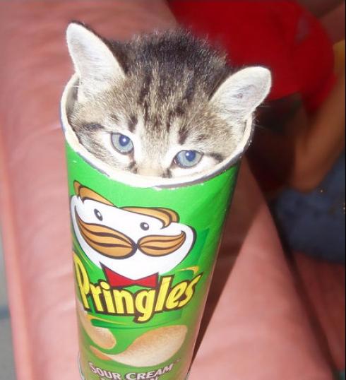 Kitten pringle.jpg