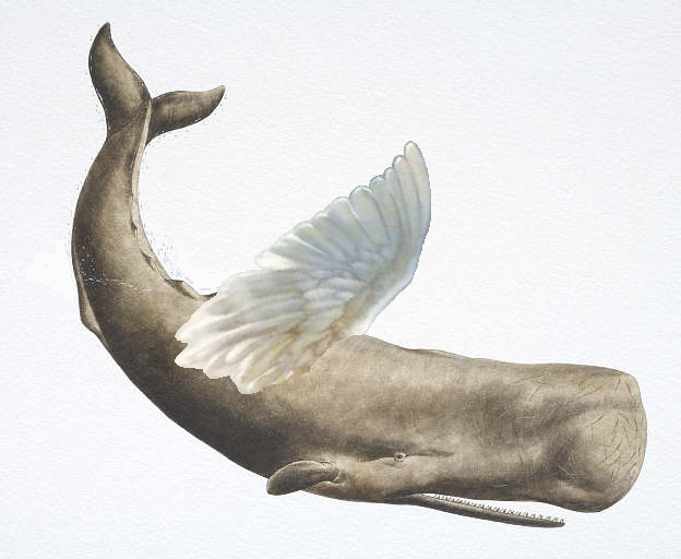 File:Whalewings.PNG