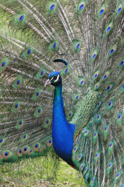 File:250px-Peacock front02 - melbourne zoo.jpg
