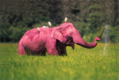 File:Pink Elephant.jpg