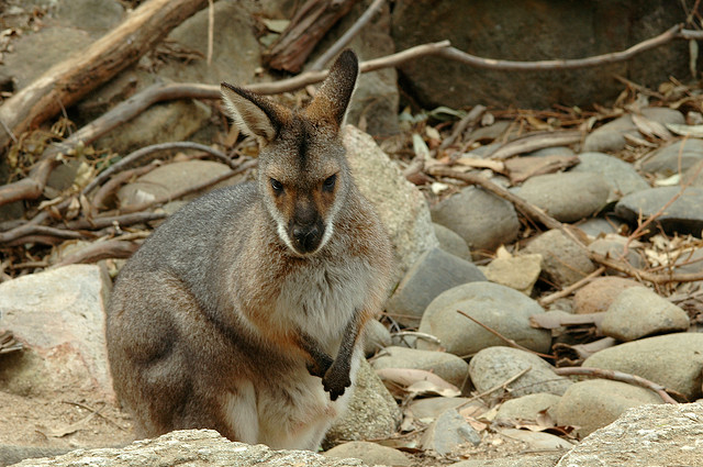 File:AngryWallaby.png