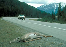 File:Dead Deer Roadkill.jpg