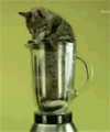 File:Kitten-huffing-with-a-mixer.gif