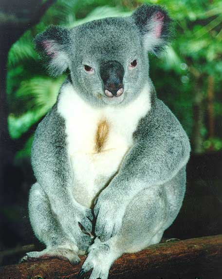 File:Koala021.jpg