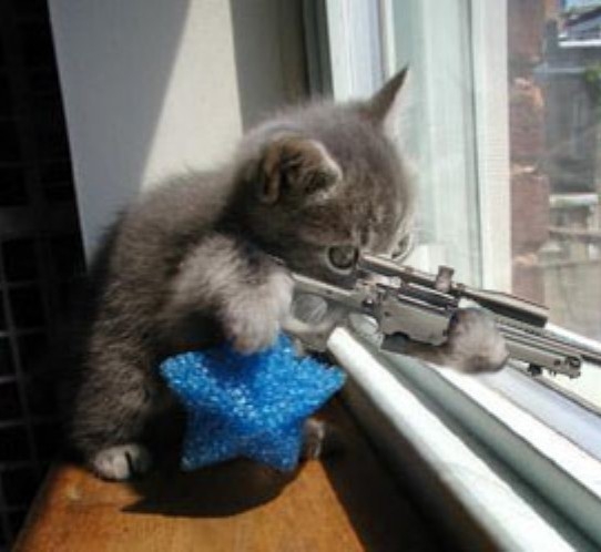 Sniper-cat.jpg