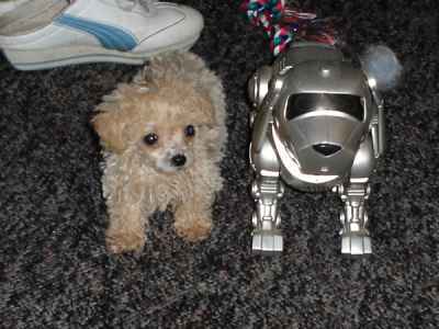 File:Chloe toy poodle-1-.jpg