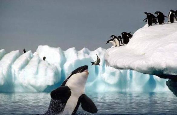 File:Orca and penguins.jpg