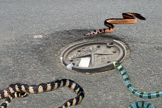 File:Sewer Snake Manhole.jpg