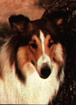 File:Lassie.jpg