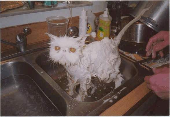 File:Miserable cat.jpg