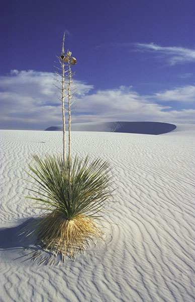 File:14-white-sands-yucca.jpg