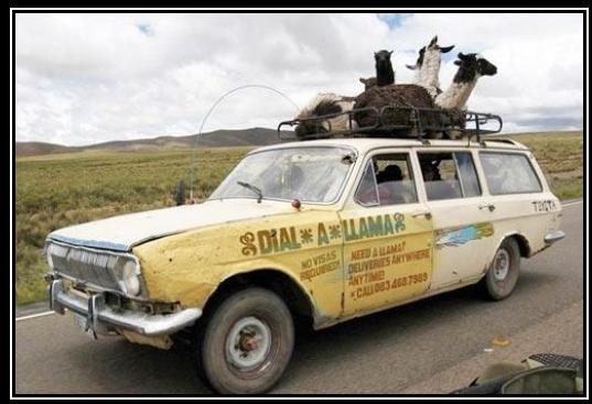 File:Llama Car.JPG