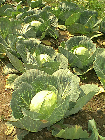 File:Cabbages.jpg
