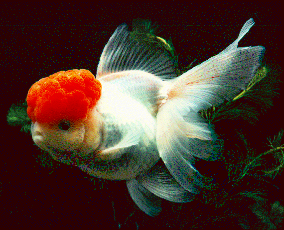 File:Goldfish.gif