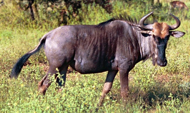File:Black-wildebeest-aka-gnu.jpg