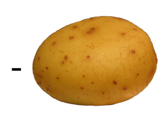 File:-potato.jpg