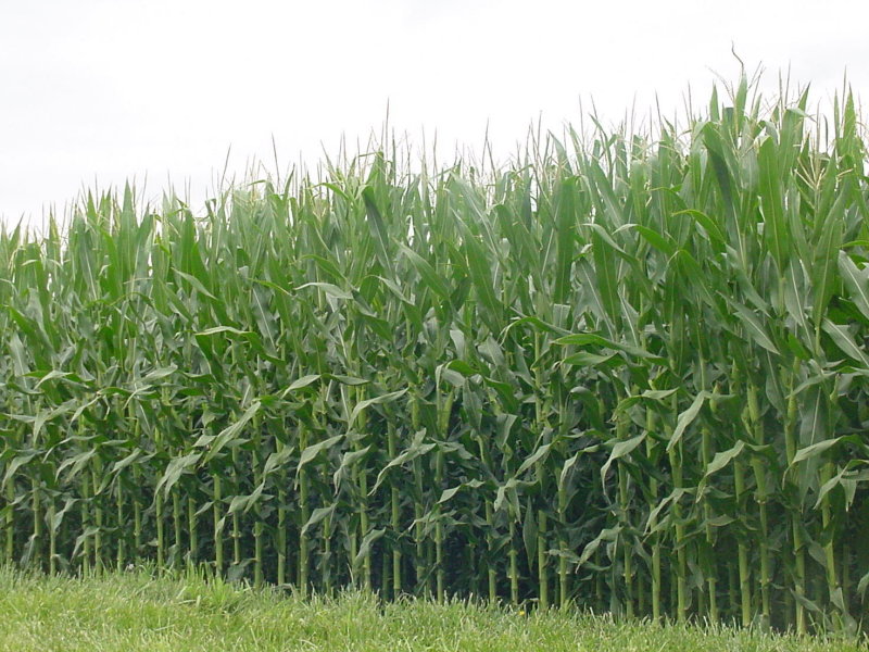 File:Corn fields.JPG