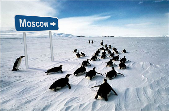 File:Penguins.jpg