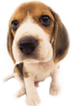 File:Beagle big2.jpg