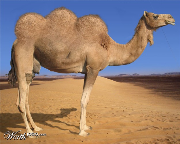 File:3 hump camel.jpg