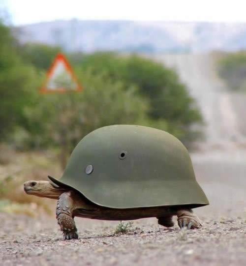 File:Army-turtle.jpg