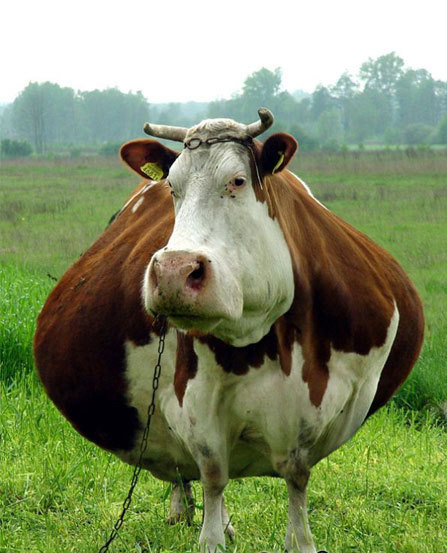 File:Fat cow-1.jpg