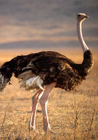 File:Ostrich2.jpg