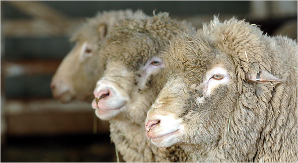 File:Sheep committee.jpg