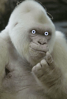 File:White ape ancestor.gif