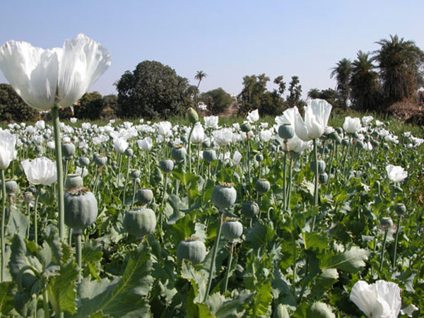 File:Opium-Poppy -Raj .jpg