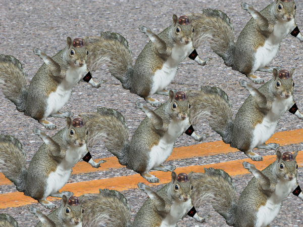 File:Squirrels marching close2.png
